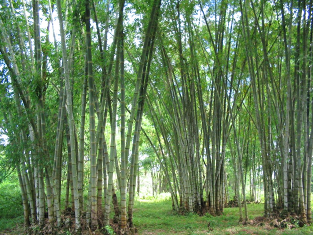 Giant Bamboo o Kawayan Solusyon sa Soil Erosion | Noon Break Balita