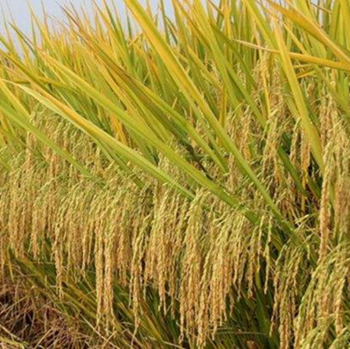 PhilRice expands area for high-quality inbred seeds production - Noon ...